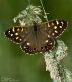 Speckled Wood 18_06_06